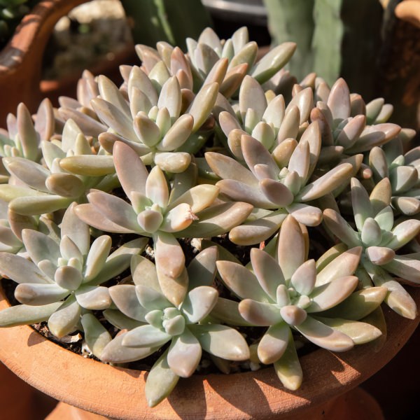 Graptosedum X darley sunshine